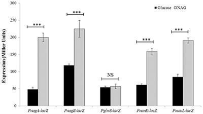 N-acetylglucosamine-Mediated Expression of nagA and nagB in Streptococcus pneumoniae